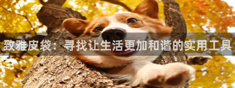 卧龙看娱乐