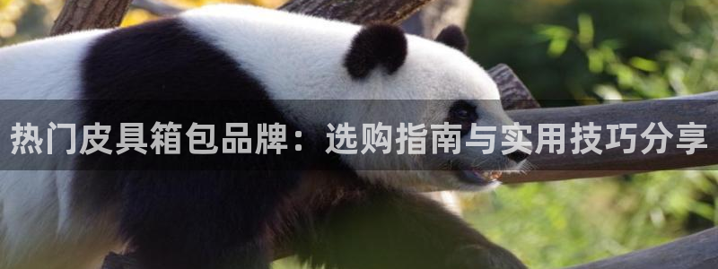 卧龙凤雏娱乐演员